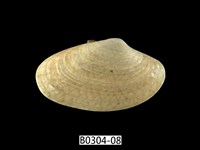 藏品(波紋橫簾蛤)的圖片